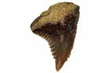 Fossil Shark Tooth (Hemipristis) From Angola - Unusual Location #259443-1